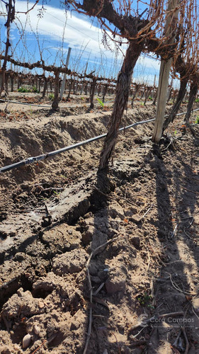 Se Vende Finca En Valle De Uco Mendoza. 300 Ha De Viñedo En Producción Unicas. Lo Mejor