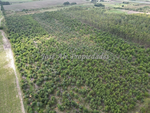 En Venta Campo De 8 Ha Y 8 Hectáreas Y 7883 Metros En Radia