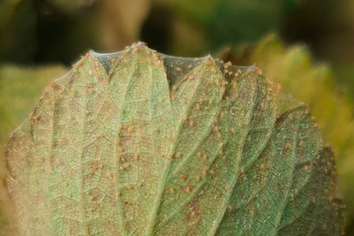 Insecticida Lambda Cyhalotrina+imidacloprid Ejecutor 12 L