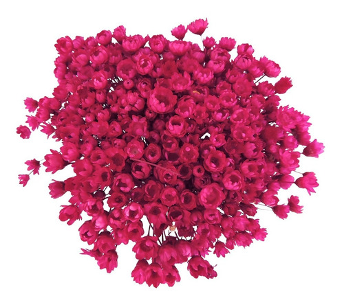 600 Florzinhas Desidratadas Sempre Viva Pink