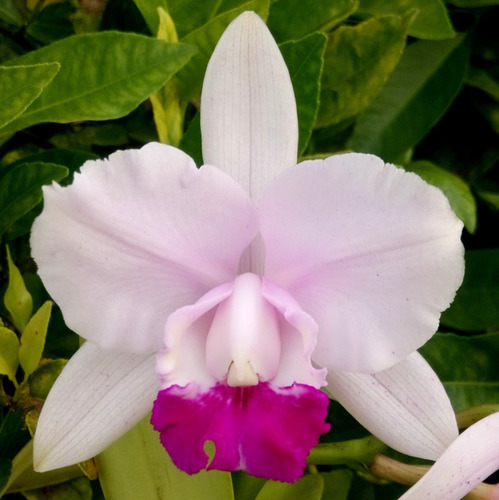 Cattleya Intermedia  Limoeiro  - Corte Adulto