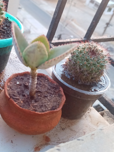 Cactus Enanos