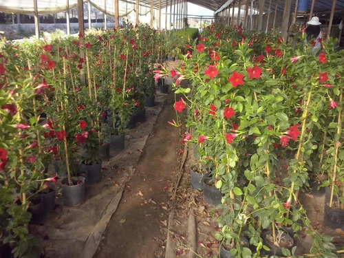 Imagen 2 de 5 de Dipladenia, Jazmín Chileno, Jazmín De Chile, Mandevilla 5lts
