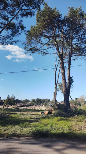 Imagen 6 de 10 de Limpiezas De Montes Y Terrenos En General