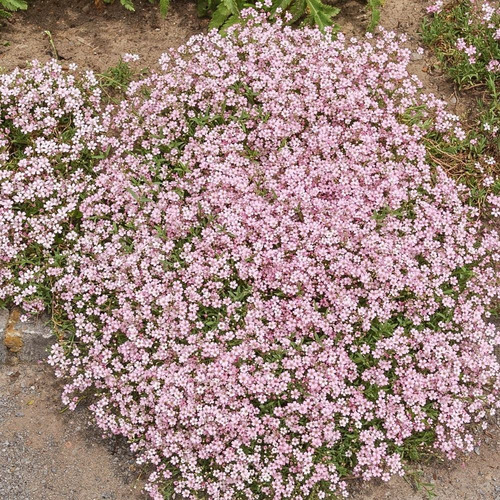 Semillas De Flor Nube Rosa O Blanca - Gypsophila P. 10 Gr.