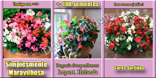 Imagem 2 de 10 de Frete Grátis + Begonia Semperflorens - Sementes Flor P/ Muda