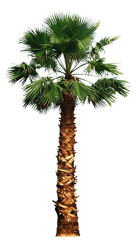 Palmeira De Saia Washingtonia 2 Metros Em Alphaville Jardim