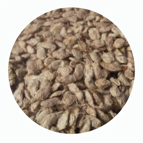 comprar 1.000 Semillas Limonsillo\u002Flimón Swinglea Para Cerca\u002Flindero