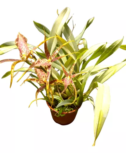 Orquidea Miltonia Flavescens
