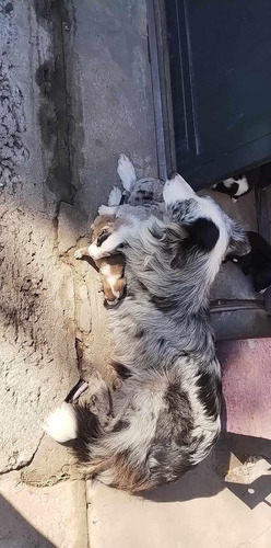 Cachorros Border Collie Blue Merles