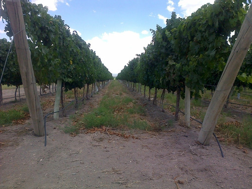 Imagen 3 de 10 de 42.6 Ha, Altamira