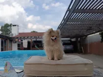 Comprar Lulú De Pomerania Machito Naranja Oscuro