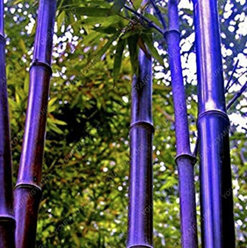 300 Semillas De Bambu Azul
