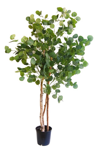 Planta Arbol Eucalipto Arcoiris