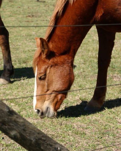 Estancia Las Malvinas Lote 3700 Mt2 Brandsen 