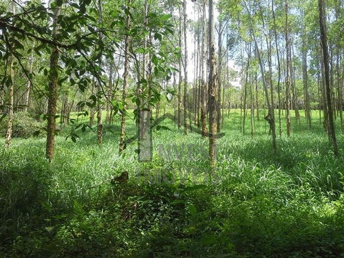 Imagem 2 de 8 de Cód 1828 - Área De 78.000 M² Com Nascente - 1828