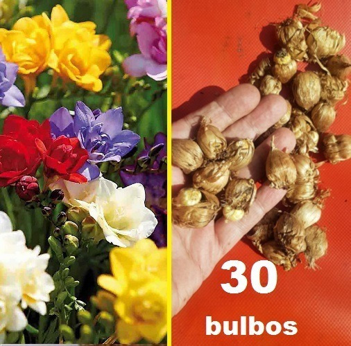 Bulbos Dobles Perfumadas Mezcla Colores X 30 Bulbos MercadoLibre