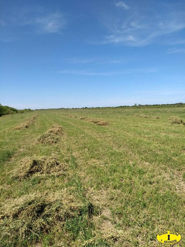 Imagen 4 de 14 de 2404ga- Excelente Campo Mixto, Riego Permanente Para 250 Ha