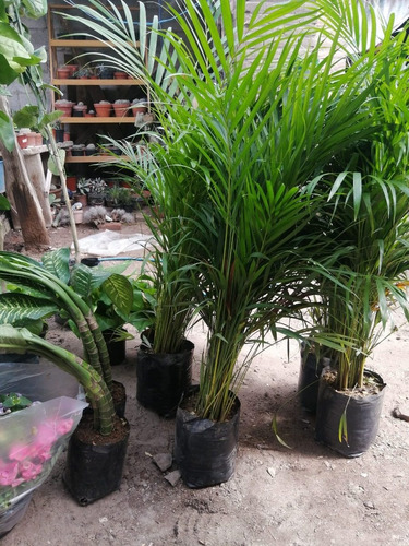 Planta Areca