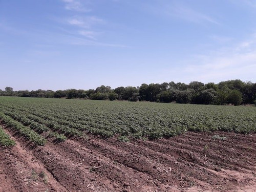 Imagen 7 de 11 de Lotes -terreno - (chacra) De 22 Hectáreas