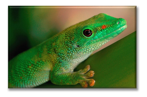 Cuadro Canva Gecko 90*135 Cm