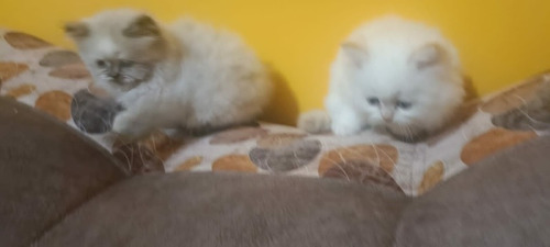 Imagen 8 de 10 de Hermosos Gatitos Persa
