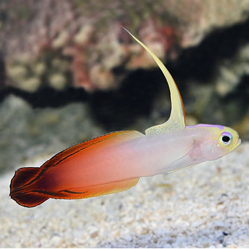 Firefish Dartfish (nemateleotris Magnifica)