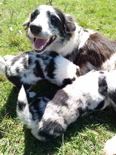 Cachorros ,blue Merle,  Border Collie, Línea De Trabajo..