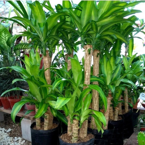 Imagen 1 de 2 de Planta Palo De Agua, Dracena Fragans, Ideal Living 1.50mts