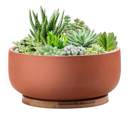 Maceta Suculenta Poco Profunda De Terracota, Maceta De 8 Pul