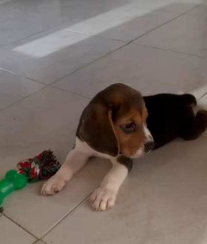 Cachorro Beagle Macho De Pelaje Corto