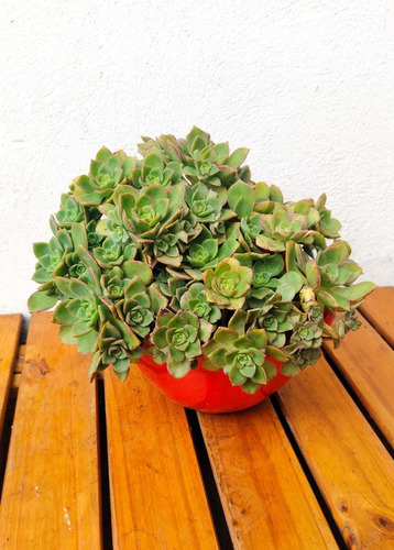 Suculenta Grande Aeonium Haworthii Quilmes Hacemos Envios