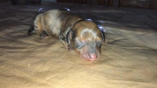 Cachorros Salchichas Dachshund Machos