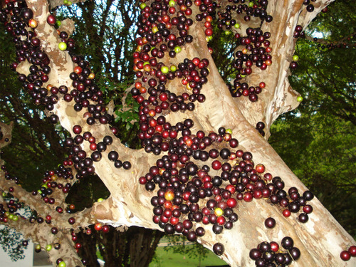 Árbol De Jaboticaba ( Plinia Cauliflora ) Más Semillas 