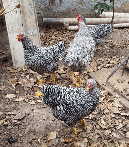 3 Gallinas Y 1 Gallo Plymouth Rock Barrada Anillados Puros