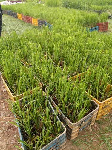 Vetiver, Plantas De Vetiver Para Talud 