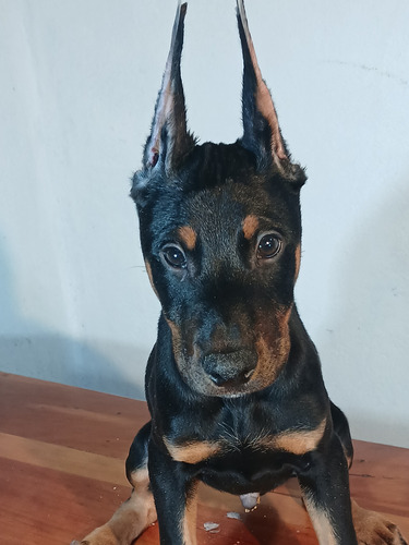 Doberman Cachorros Garantia Impresa De Salud Y Pureza Racial