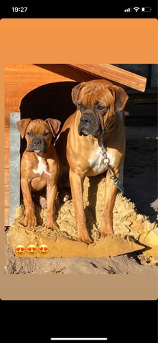 Imagen 3 de 3 de Boxer Macho Puro Para Monta