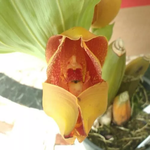 Orquídea Anguloa (exótica Rara Coleção) Bebê No Berço