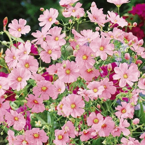 Semillas De Nube Rosa Para Sembrar - Bolsa De 100 Gramos