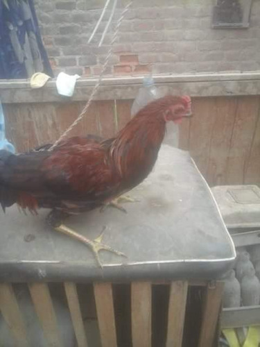 Gallos De Pelea