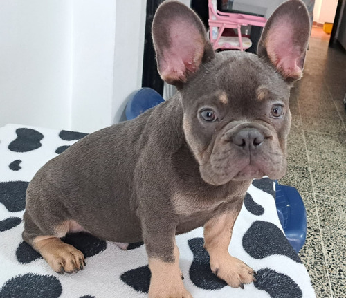  Hermoso Cachorro Bulldog Francés Exótico Blue And Tan