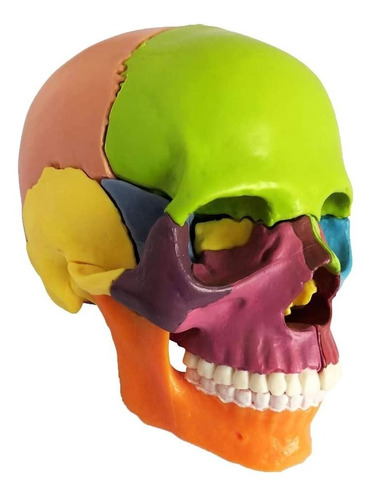 Cráneo Anatómico De Color, Desmontable.