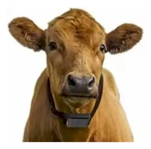 Collar Gps Para Ganado - Detección De Celo, Anomalías
