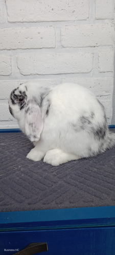 Conejos Mini Lop, Belier, Para Pie De Cría Hembras O Machos (Usado)