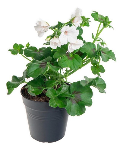 Pelargonium Peltatum Geranio Hiedra Flor Doble Blanca 15cm