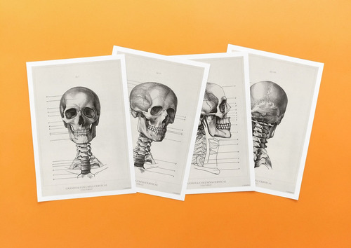 4 Láminas De Anatomía Humana