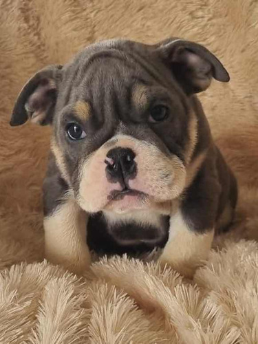 Bulldog Ingles Blue Tri  Exótico Macho Envíos Nacionales