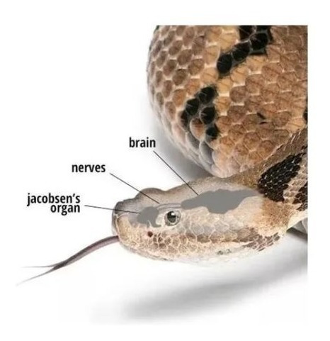 Repelente Para Serpientes Granulado Snake A Way 1.8kg