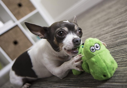 Godog Just For Me Dinos T-rex Squeaky Peluche Juguete Par...